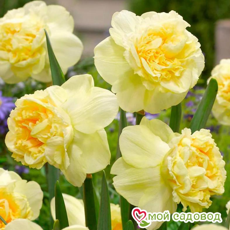 Нарцисс Арт Дизайн