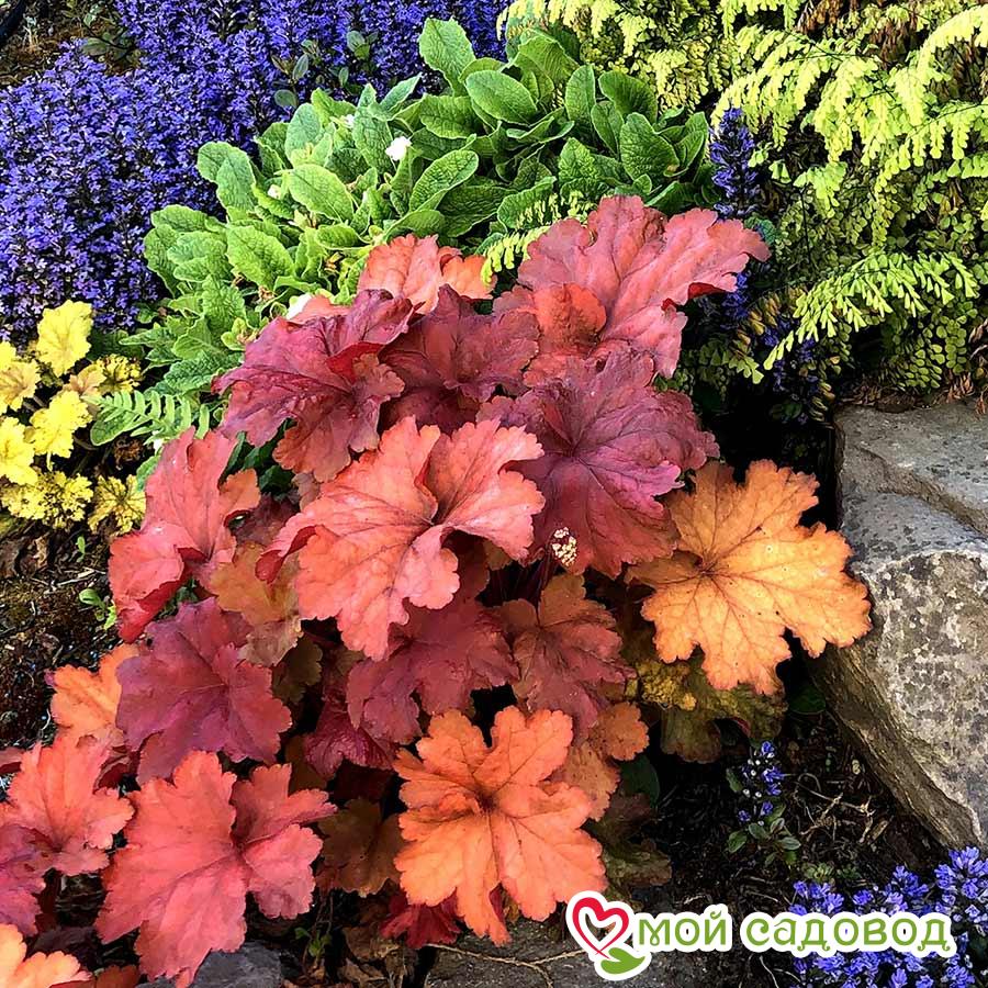 Гейхера Рио