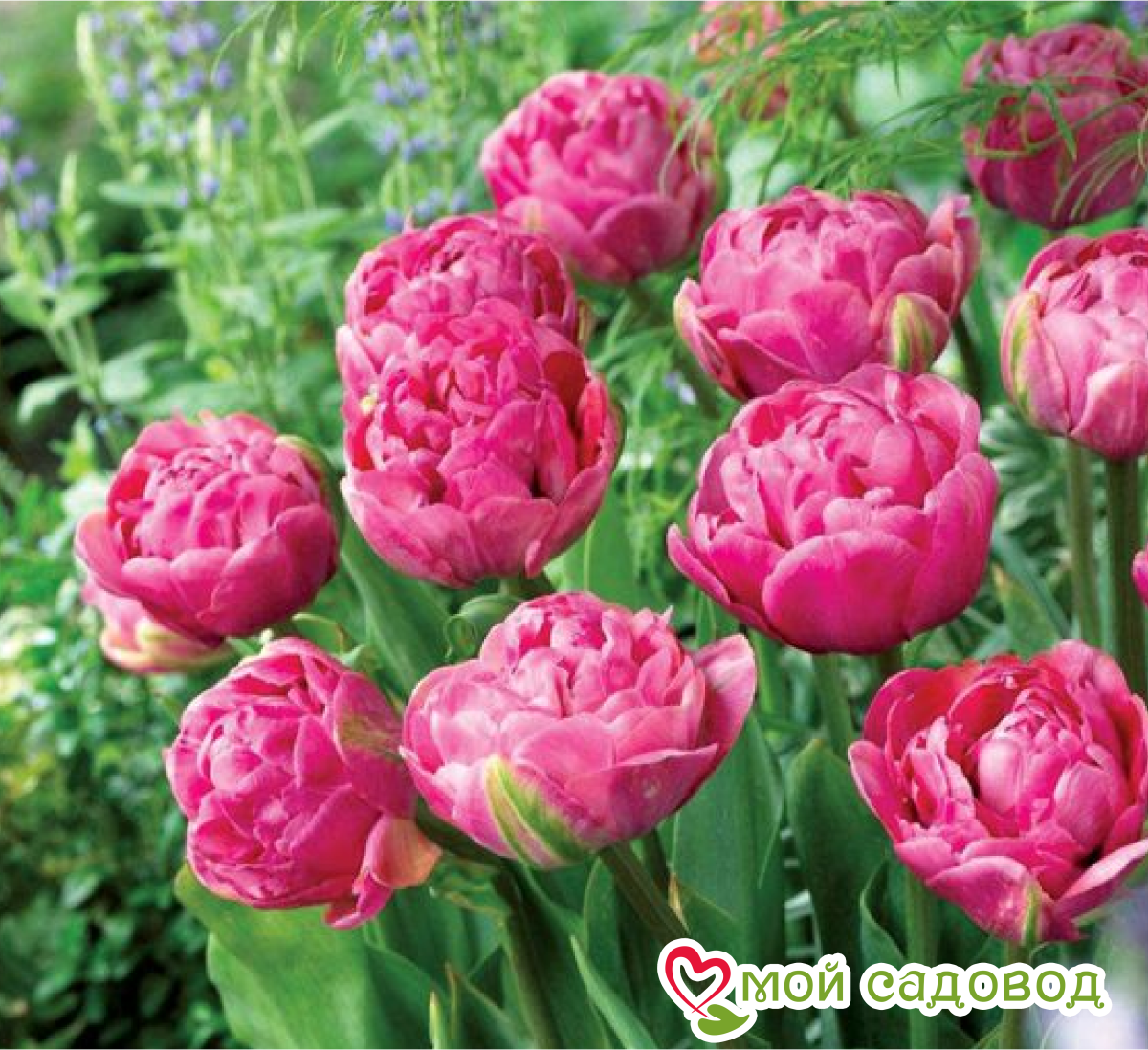 Тюльпан Ап Пинк