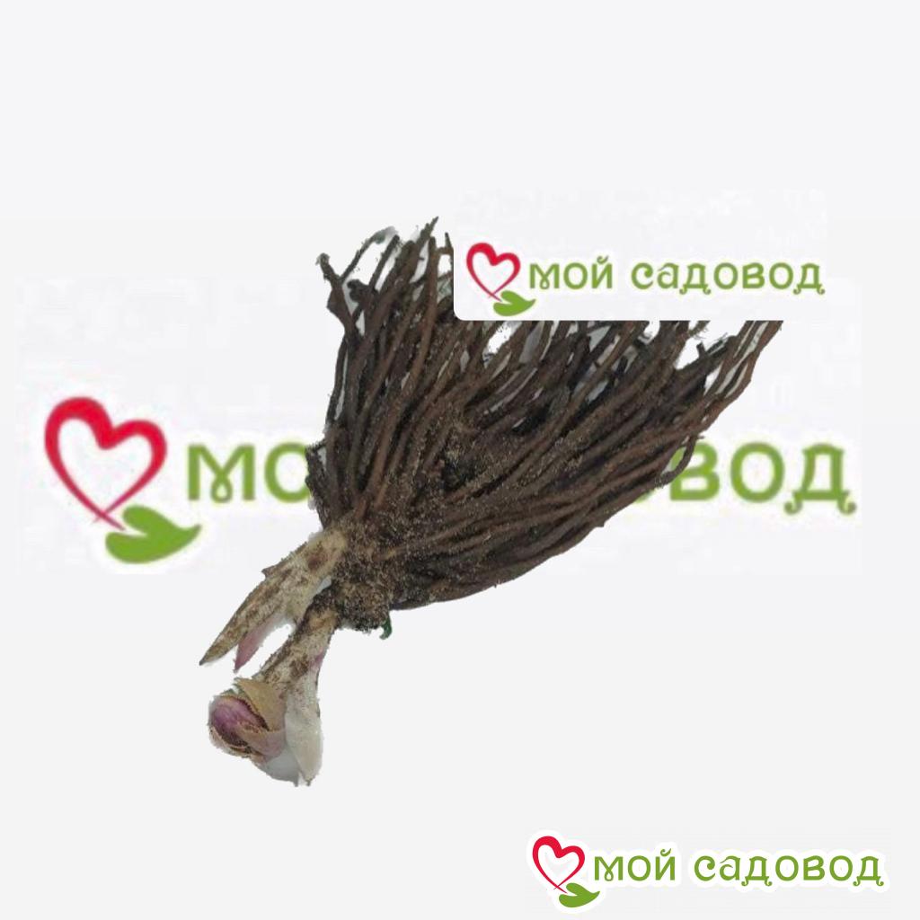 Хоста Синяя Гавань